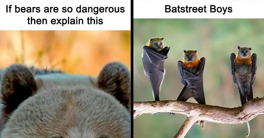 50 Times Wild Animals Were Turned Into Hilarious Memes