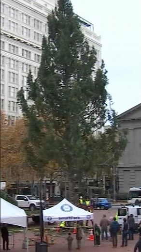 It's beginning to look like Christmas with the arrival of the tree in downtown Portland. 🎄