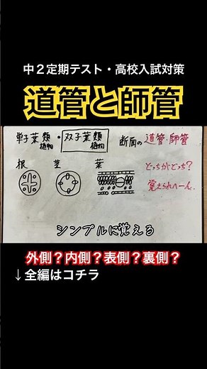 【根茎葉｜道管と師管のわかりやすい簡単覚え方解説】語呂合わせ・維管束・断面図・植物のつくり・ホウセンカ【中学受験・中2定期テスト・中3高校受験勉強授業】 #shorts