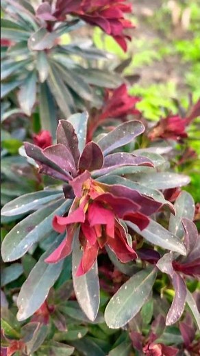 Euphorbia Amygdaloides Purpurea | Wood Spurge