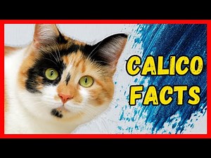 Calico Cats 101 - WATCH THIS Before Getting One!