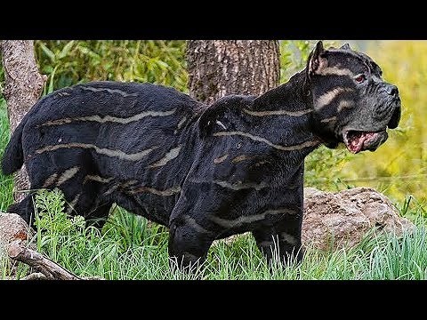 Here Are 20 Rare And Beautiful Dog Breeds That You’ve Probably Never Heard Of Until Now