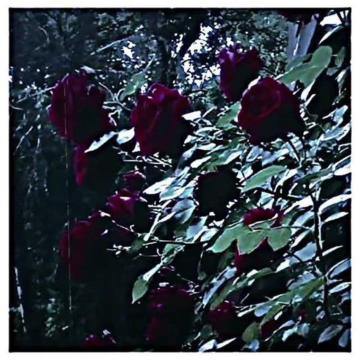 Hehe:3 I won’t tell yall my REAL name but just call me Rose if you want! Or Angel if you want :3❤️