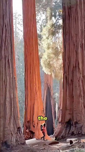The hardest wood species on Earth!