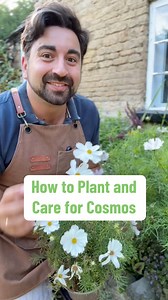 Cosmos is one of those plants that is super easy to plant the seed directly in the ground from late spring and offers a burst of annual colour and flowers til the temperature drops. My easy gardening tips for beginner gardeners will show you the plant care needed to have a successful cosmos this year. #gardeningtips #gardeningforbeginners #cosmos #flowers #plantcare #planttips | Gardening with Ish