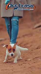 Ready to unleash your dog’s obedience skills? Off Leash K9 Training is here to guide you every step of the way. Discover our Board & Trains and Private Lessons to overcome leash pulling, reactivity, and excessive barking. 🎓🐕 #DogTrainingExperts #instaeducation #offleashk9training #olk9 #dogtraining #dogs #dogeducation #leashpulling #dogleash #dogaggression #dogreactivity | Greater Boston Dog Training: Off Leash K9 Training
