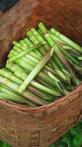 Mountain Harvest: Fresh Hand-Peeled Bamboo Shoots – A Traditional Chinese Delicacy