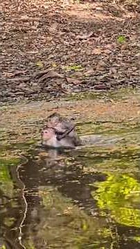 Monkeys Playing on Trees & Swimming in Water 🐒🌿💦#monkey #animallife #animals #cute