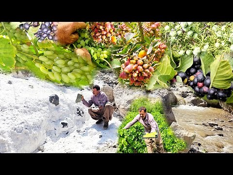 The secret of the salt spring of Gol Mountain and the hidden grapes of Dena | Nomadic travel