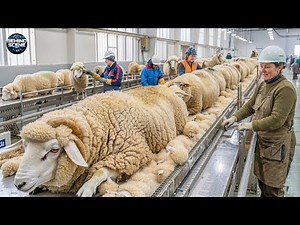 Inside the Massive Factories Transforming Raw Wool into Luxury Cloth