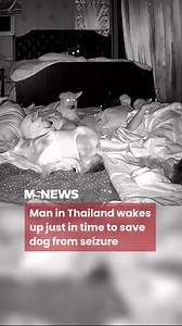 1.8M views · 10K reactions | With Qilin’s age and past medical issues, the owner feared the worst and said his goodbyes. Read more here: https://mustsharenews.com/cpr-dog-seizure/ | Mustsharenews.com | Facebook