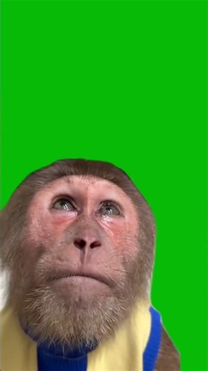 Monkey Crying Greenscreen Video #greenscreen #monkey