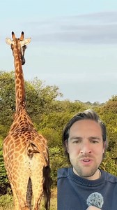 2.3K views · 127 reactions | Bird that eats giraffe poop #giraffe #bird #wildlife #fyp #foryou #foryoupage | Scott Whitehead | Facebook