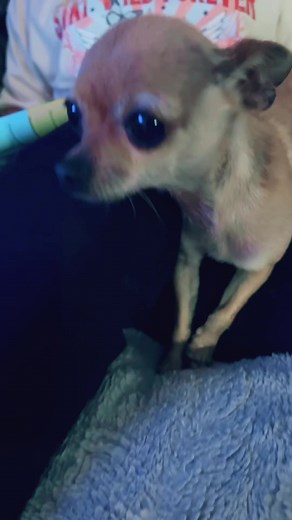 Hi good morning! #cutie #dog #tinydog #adorable #hi #Gooodmorning #chihuahua #dog #doglover #ilovemydog #fypシ゚ | The chihuahua family