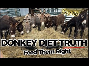 What Do Donkeys REALLY Eat? (Most People Get This Wrong)
