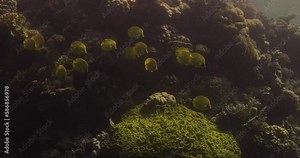 Bluecheek Butterflyfish or Yellow Butterfly Fish in The Coral Reef of The Red Sea of Egypt