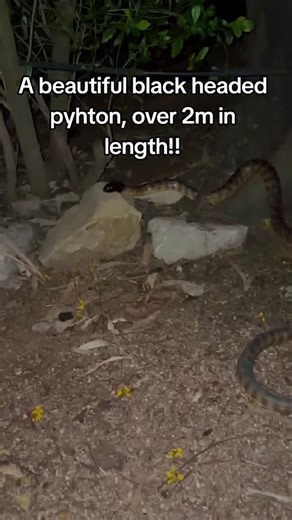 @sm_wildlife on Instagram: "Black-headed Pythons Hands down, one of my favourite python species. This magnificent creature was sent to me for an ID, but I wanted to share it because of its impressive size, beauty, and because it’s a great opportunity to talk about them! The Black-headed Python gets its name from its jet-black head, which absorbs heat quickly and helps the snake warm up on cool mornings.That dark head also offers protection when raiding hot reptile burrows for prey. Their bodies 