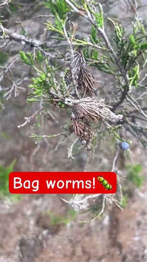 If you see this, call an arborist! #arborist #tree #gardening #treecare #nature