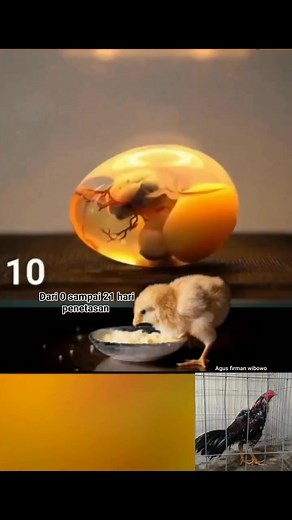Proses dari telur sampai menjadi anak ayam #ayambangkok #fyp #fbpro #fbviral #trending #reels | Agus Firman Wibowo