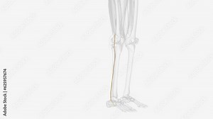 The tibial nerve branches off from the sciatic nerve .