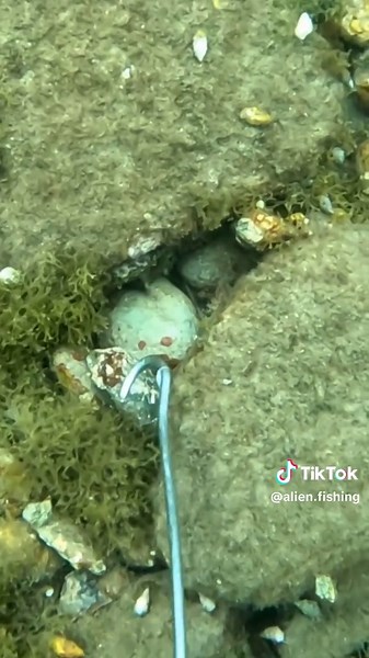 الشعب الصيني ماله حل: قصص ومفاهيم