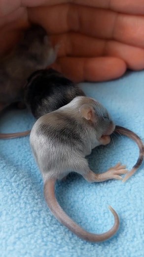 Baby gets clean 🐭🧼 #micevideos #mousetok #fancymiceoftiktok #mice #miceoftiktok #mouse #fancymice #babymice #cute #cuteanimals #babymouse #naturalenclosure #cutebabyanimals