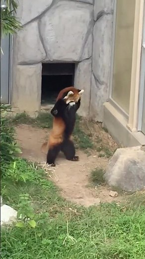 Why Red Pandas Do This When Scared 😱🐼