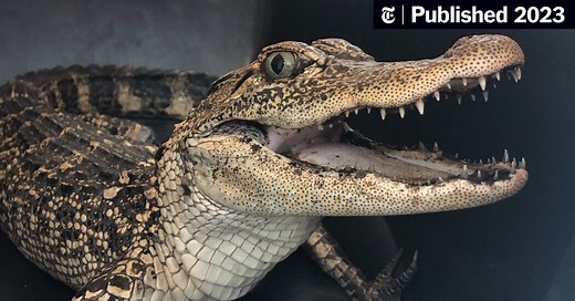 The Prospect Park Gator Was Not the First. Here Are Other Urban Gators.