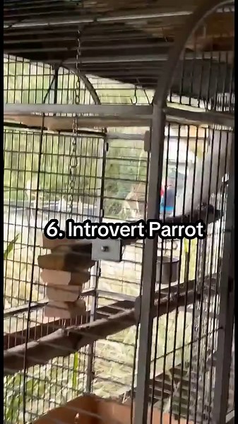 Funny Bird Sounds Compilation for Bird Lovers