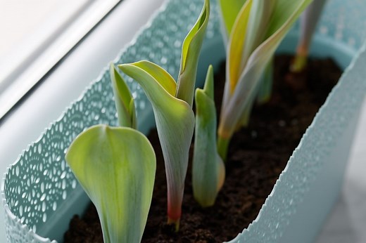 Why Are My Tulips Not Flowering? (Possible Problems How To Fix)