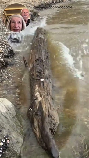 This Hidden Predator Fooled Me #shorts #alligator #camouflage