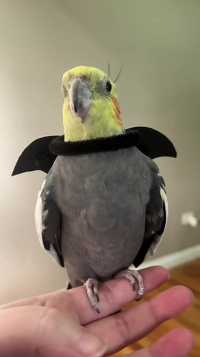Cockatiel Halloween Costume Malfunction - Screaming Bird TikTok