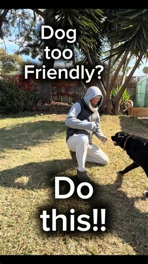 Uncomfortably nice dog? Do this. #dog #funny
