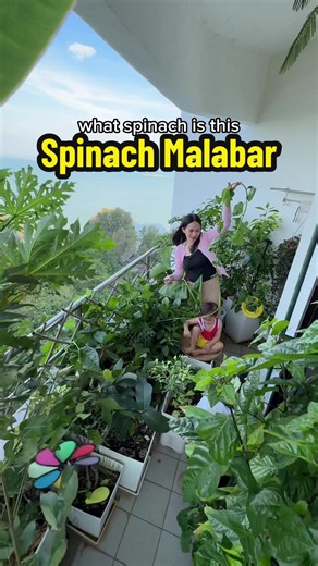 Malabar Spinach: Harvesting, Cooking, and Eating Guide
