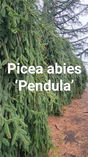 Picea abies ‘Pendula’ #gardening #conifer #dwarfconifers #landscaping #landscapedesign