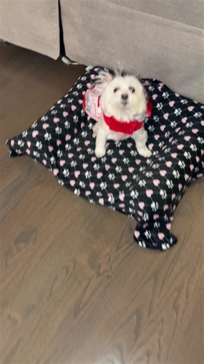 Celebrate Xmas Eve with Daisy the Good Dog