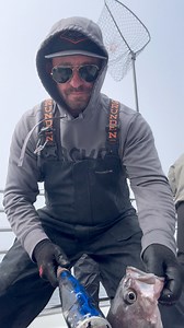 No knife fish bleed #fishing #pnw #shorts #rockfish #wearefishing | Pnwcoastfishing