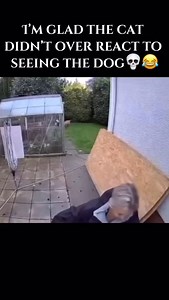 Cat got outta there 😂 #funny #cats #dogs | Chad Blaze