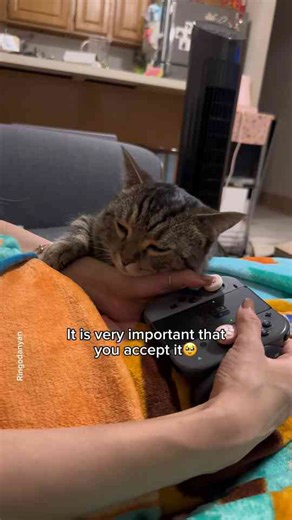 Adorable munchkin kittens showing off their cuteness