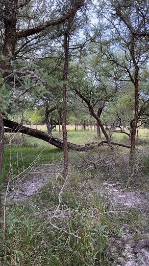 🦌🇦🇷 - Ciervo Axis Recorriendo un poco #caza #ciervo #axis #axisdeer #caçar #hunting #cervo #cazamayor #cazamayor #caça #rifle | Marcos Thedy