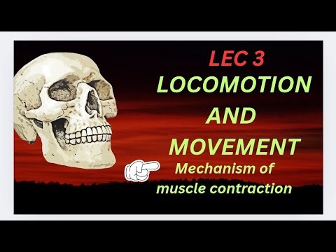 Lec 3 locomotion and movement class 11 Mechanism of muscle contraction