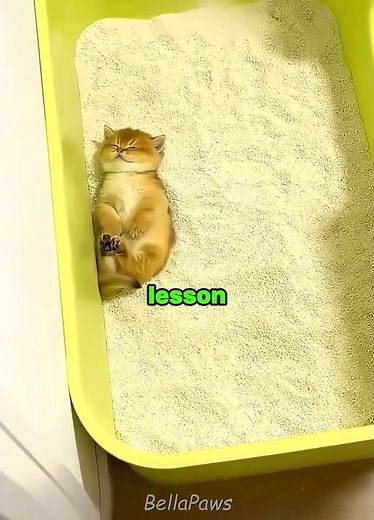 This kitten learns how to use the litter box 😹💗