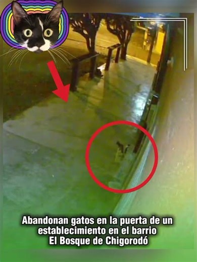 Indeseables #animalistas #adoptanocompres #noalmaltratoanimal #animals #cachorros