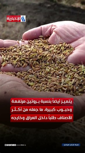 كنز العراق الزراعي يعود للحياة من جديد