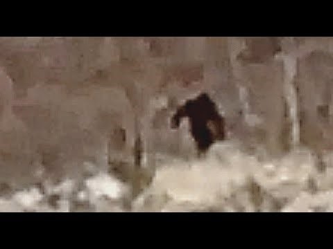 Austin Craig Interview - Provo Bigfoot Sighting Jan. 2, 2019