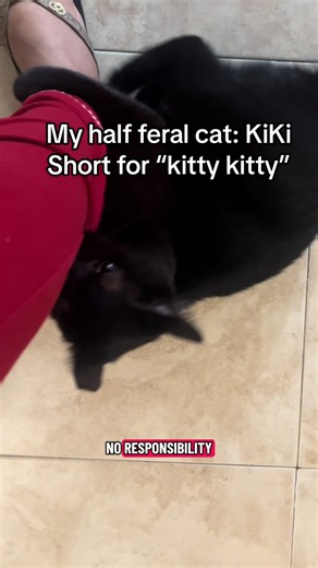 She girl is half feral lol Kiki was a rescue and I swear this cat communicates in growls only 😅 it’s been one year and I have deciphered all of them! #foryoupage #jamaicatiktok #blackcatsoftiktok