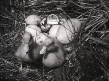 Hans Christian Andersen's Ugly Duckling: A Classic Animated Fairy Tale