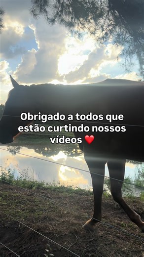 Os vídeos de Bozeman Ranch (@bozemanhorses) com som original - Bozeman Ranch