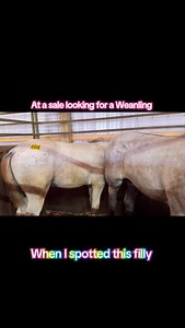 Appaloosa Draft Cross Auction Filly!!!! | Free Spirit Equestrian