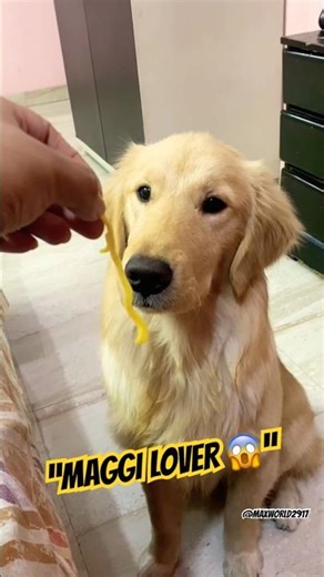 Maggi Lover Nikla Yeh 😂🍜 | Cute Kids Voice||#shorts #viral #funnypet